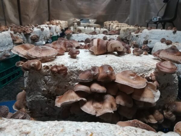 Shiitake al naturale - Funghi Espresso - immagine 3